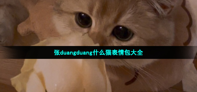 张duangduang什么猫表情包大全