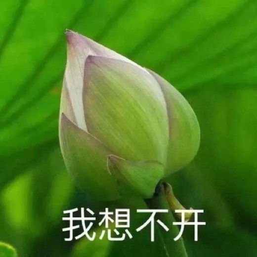 《抖音》搞笑夕阳红老年荷花头像大全高清无水印