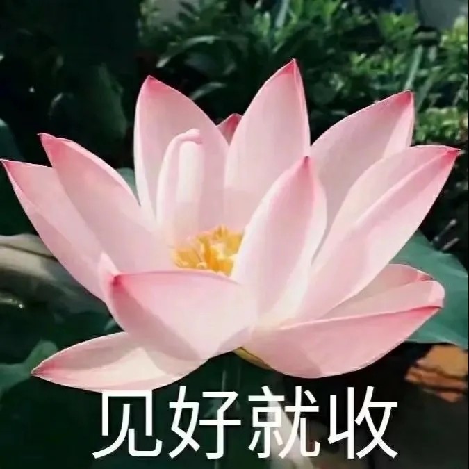 《抖音》搞笑夕阳红老年荷花头像大全高清无水印