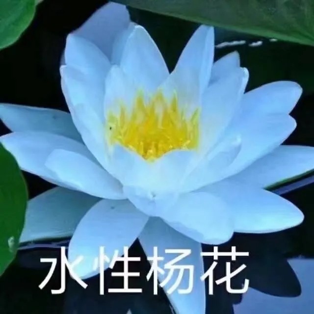 《抖音》搞笑夕阳红老年荷花头像大全高清无水印