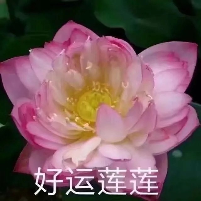 《抖音》搞笑夕阳红老年荷花头像大全高清无水印