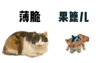 《抖音》可颂猫表情包大全分享